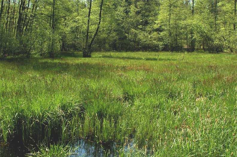 Flora von Niederrohrdorf 7 Übergangsmoor (Egelmoos) Übergangsmoore stehen bezüglich ihren ökologischen Bedingungen zwischen Flach- und Hochmooren.