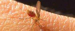 Schümer Vektorenschutz Stechmücken übertragen Malaria, Dengue- und