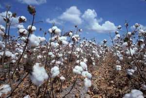 Baumwolle Baumwolle veredelt zum Schutz auf höchstem Niveau Baumwollbekleidung gibt es seit über 7.