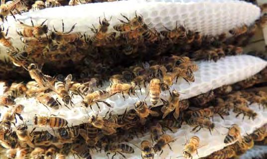 Bienen Nachrichten von den Schulbienen Die Bienensaison 2013 war Wetter und Tracht bedingt keine einfache.