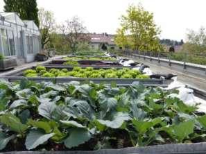 Zufuhr N in g/m² Versuche im Garten- und Landschaftsbau 216 Verschiedenste Gemüsekulturen wurden auf den Dachmodellen in typischen Kulturfolgen angebaut.