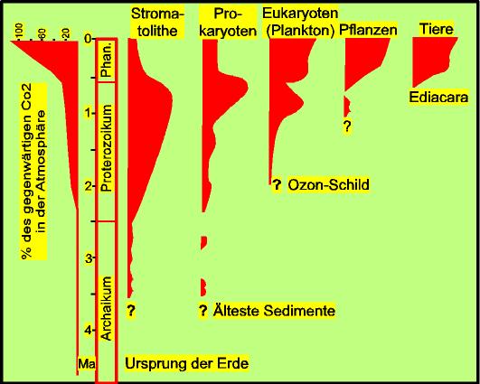 - 121 - In jedem Fall scheint das Leben im Archaikum noch ausschließlich autotroph (Photosynthese und Chemosynthese) gewesen zu sein und zu den Procaryota (einzellige Organismen ohne Zellkern) gehört