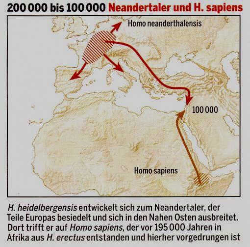 100 ka setzten dann eine fortgeschrittenere Art mit Homo neanderthalensis (100-35 ka) ein. Der Neanderthaler entstand als Nachfahr des H.
