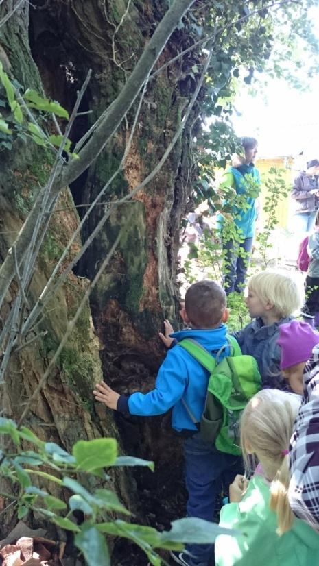 Alle Beteiligten waren jünger als der Baum, als er gefällt wurde und es war sehr eindrücklich, dass ein Baum Jahrzehnte wachsen muss, um so einen stattlichen Umfang zu erreichen.