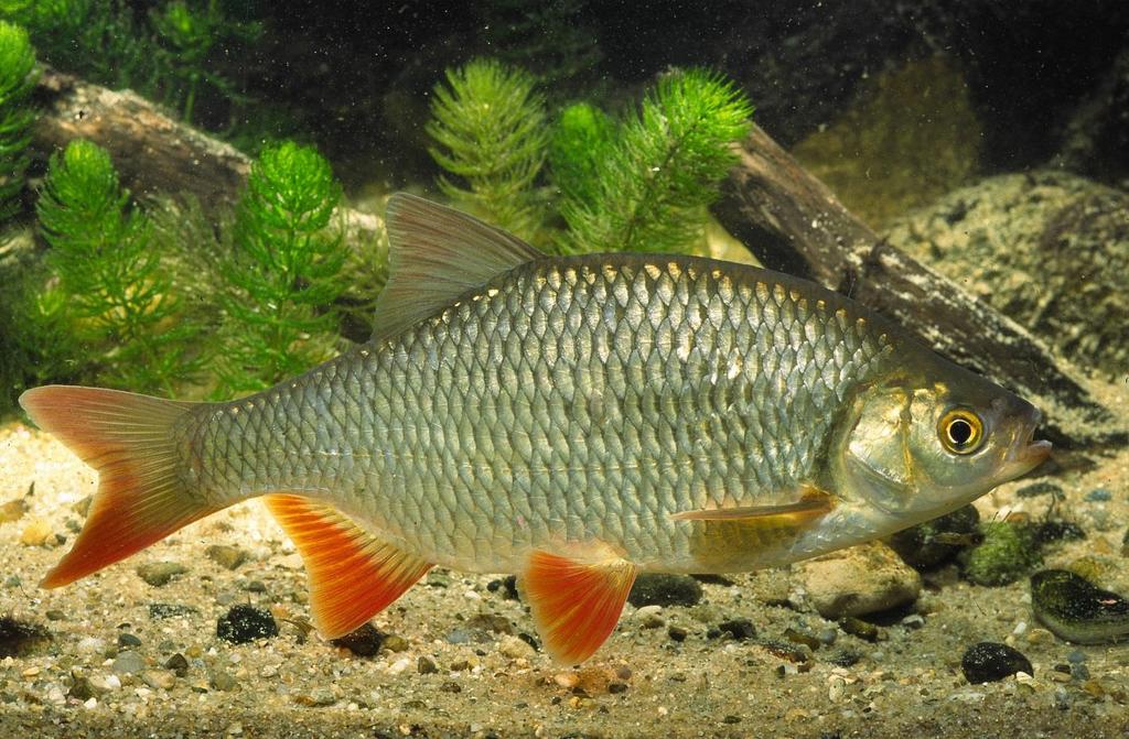 Fischarten mit Bestandsverschlechterungen Rotfeder