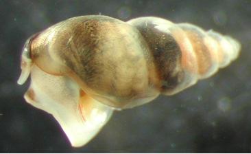 Reproduktion Biomasse Potamopyrgus antipodarum
