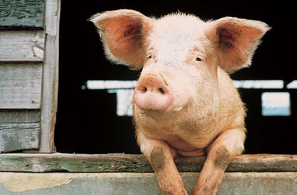 Doppeltrogschalen für die Queraufstallung In der Schweinemast werden häufig Flüssigfütterungsanlagen eingesetzt.