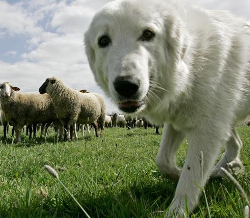 Herdenschutz Herdenschutzhunde Spezialisierte Hunderassen über Jahrtausende