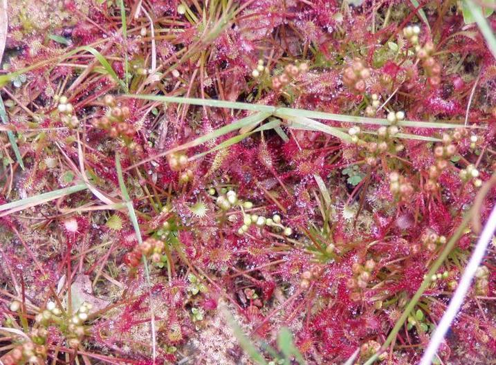 RRB Oldenburgs Carex panicea