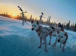 Am Abend geht es mit Schneeschuhen auf eine Nordlichtsafari. 6. Tag: Donnerstag Eine Huskytour gehört zu den eindrücklichsten Erlebnissen in Lappland.