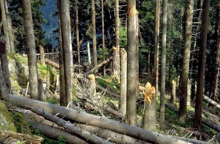Menge Käferholz (in m3) Anzahl Käfernester 2200000 22000 2000000 1800000 1600000 stehen gelassenes Käferholz: 1999 erstmals erhoben, für 2005 geschätzt Zwangsnutzungen Winter (Oktober - März): für