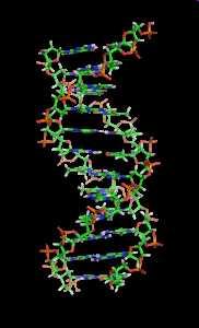 DNA Doppelhelix (Crick & Watson) Abfolge von Nukleotiden Nukleotid = Phosphatrest + Zucker + Base Base = Guanin, Adenin,