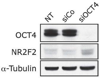 Welche Rolle spielt OCT4 bei der Expression von NR2F2?