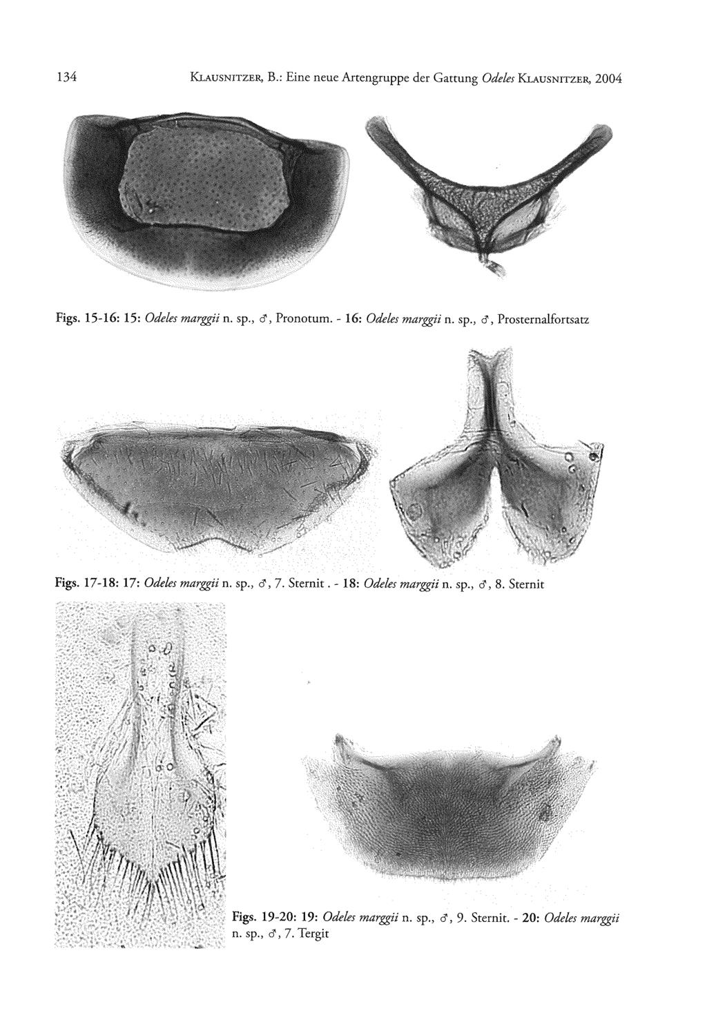 134 K l a u s n it z e r, B.: Eine neue Artengruppe der Gattung Odeles K l a u s n it z e r, 2004 Figs. 17-18: 17: Odeles marggii n. sp., cf, 7.