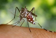 Arboviren (ARthropod-BOrne virus) erfolgt durch tag- und nachtaktive Stechmücken mehrerer Gattungen, wie z. B. Aedes und Stegomya.