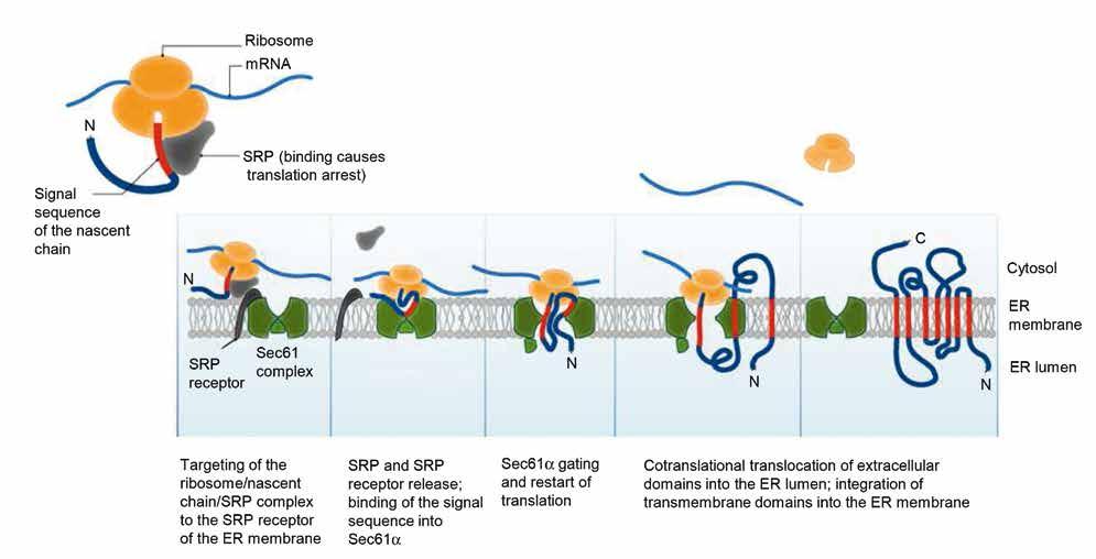 MOLECULAR PHYSIOLOGY AND CELL BIOLOGY MOLEKULARE PHYSIOLOGIE UND ZELLBIOLOGIE 29 Fig. 1: Sec translocon pathway for an integral membrane protein with an extracellular tail.