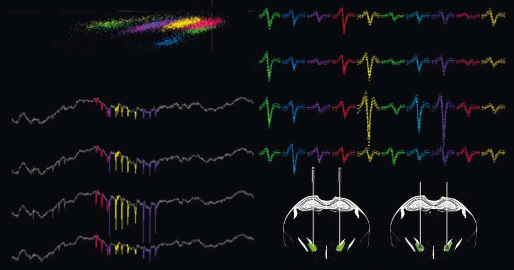 44 RESEARCH REPORT FORSCHUNGSBERICHT 2015 / 2016 Simultaneous recordings of multiple neurons in behaving mice, isolation of action potential trains emitted by individual neuron.
