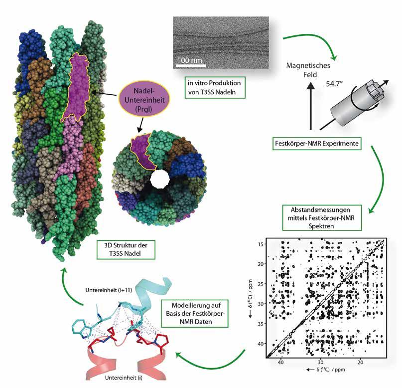 STRUCTURAL BIOLOGY STRUKTURBIOLOGIE 63 A C B D E Fig. 2: A new methodological approach to determine the structure of the T3SS needle and other supramolecular assemblies.