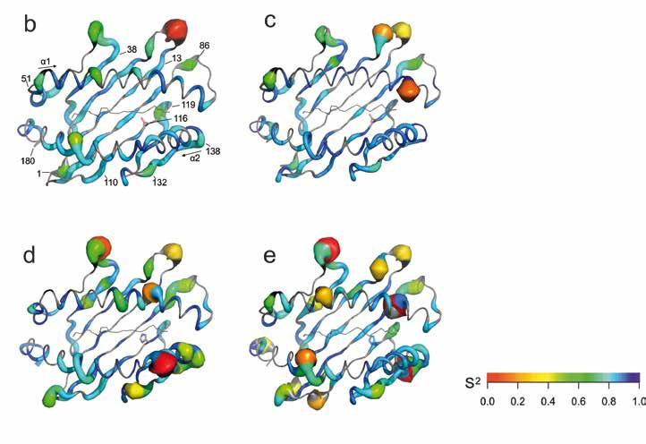 STRUCTURAL BIOLOGY STRUKTURBIOLOGIE 69 Fig. 1: Investigation of the dynamics of MHC class I complexes in a peptide- and subtype-dependent manner.