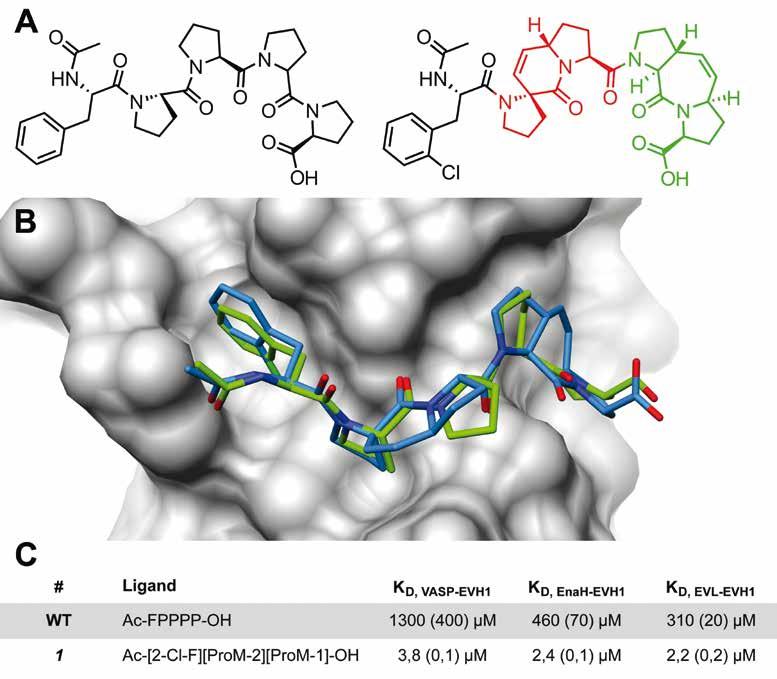 72 RESEARCH REPORT FORSCHUNGSBERICHT 2015 / 2016 DESCRIPTION OF PROJECTS Molecular dynamics simulations of K2P channels Two-pore domain (K2P) K + channels are major regulators of excitability that