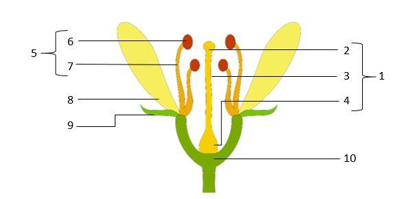 Lösungsblatt 6 Aufbau einer Blüte Beschrifte die einzelnen Abschnitte einer Blüte und notiere ihre Funktion. 1. Stempel 2.