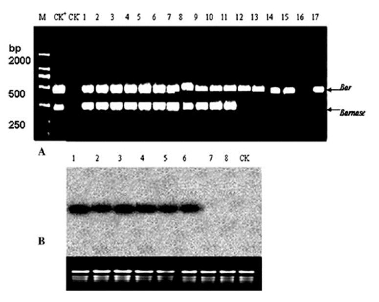 14 KREUZUNG TRANSGENER PFLANZENLINEN PCR: Männlich sterile Pflanzen wurden mittels Barnase und Bar Primern identifiziert Alle männlich sterilen Pflanzen beinhalten das Barnase Gen