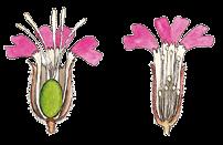 5-zählige Blüten Aus dem oberständigen Fruchtknoten bildet sich eine Kapsel frucht mit vielen Samen
