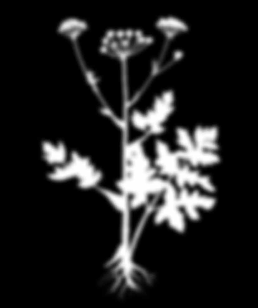 sphondylium) Griffelpolster (Discus) 5-zählige