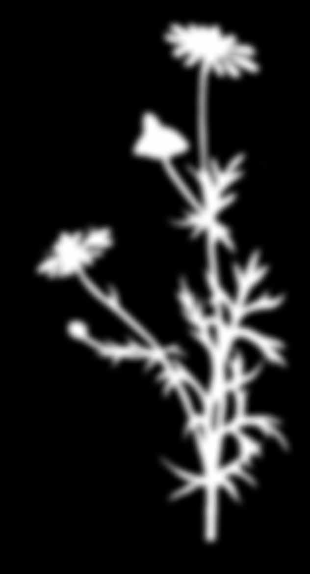 Korbblütler Zungenblüte Röhrenblüte Echte Kamille (Matricaria