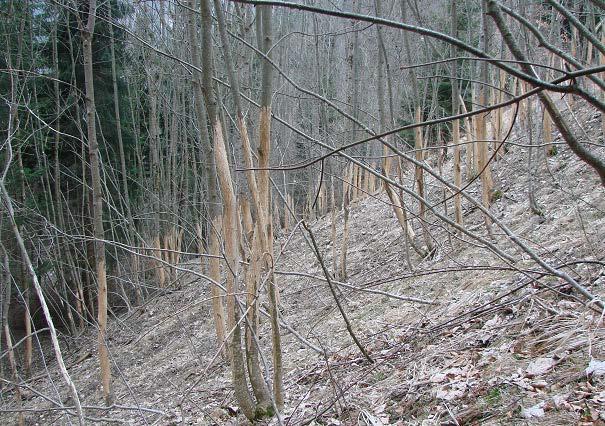 - 2 - Abb. 2 Durch Rothirsche geschälte Eschenstangen bei Fanas/Rosnas, 8.4.2013. Die geschädigten Eschen sind nach der Aufgabe der landwirtschaftlichen Bewirtschaftung natürlich eingewachsen.