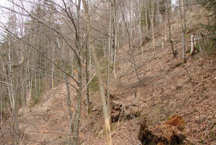 2013. Die Bemühungen um eine dem Standort entsprechend reiche Baumartenmischung im Rahmen der vor den Schälungen ausgeführten Jungwaldpflege sind dadurch zunichte gemacht. 2.