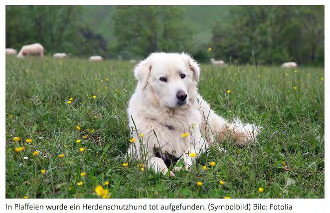 Jahresbericht 215; Jagdinspektorat des Kantons Bern - 55 - Bild aus der BZ. Zufälligerweise handelt es sich nicht um ein Symbolbild, sondern tatsächlich um den erschossenen HSH. Der Hund war am 19.