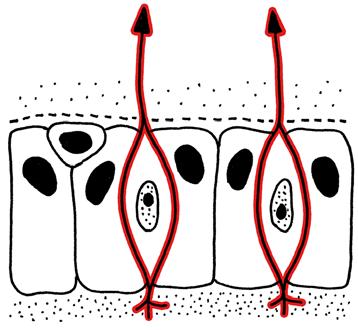 Auskleidung der Nasenhöhle II olfaktorische Schleimhaut olfaktorisches Epithel mit Lamina propria Rezeptorzellen: Neurone, Dendrit m Rezeptoren in Schleimschicht, Axon Lamina propria Siebbeinplatte