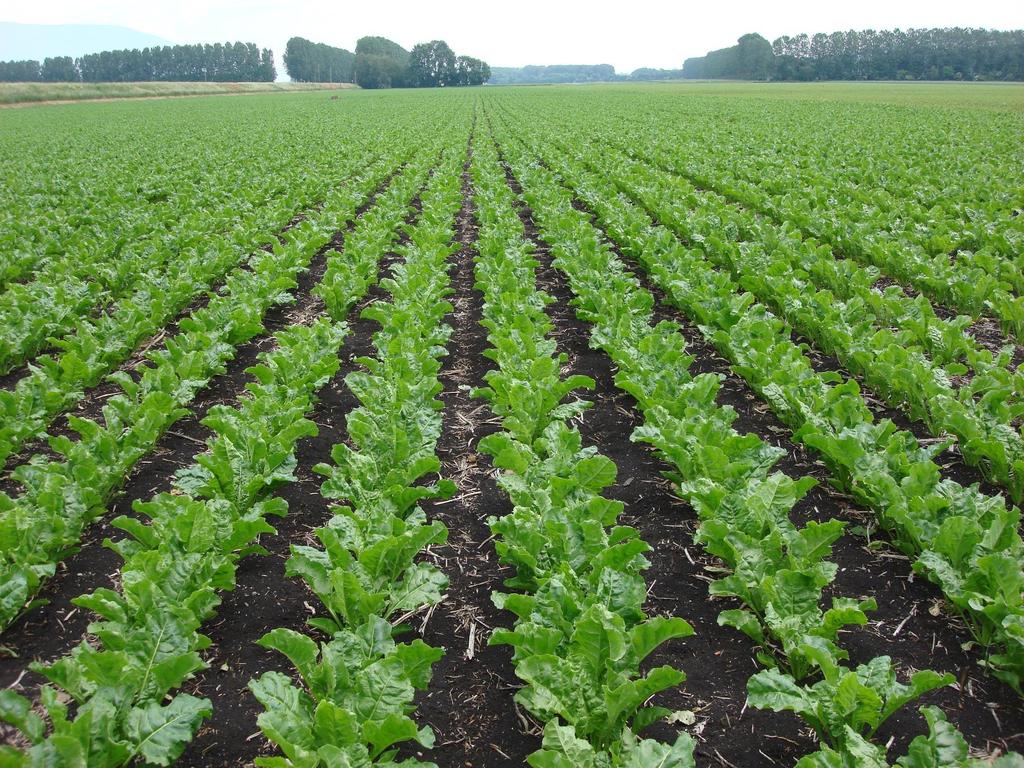 Wirtschaftliche und bodenschonende Anbaumethoden für Zuckerrüben: Strip-till, Mulch,- Direktsaat