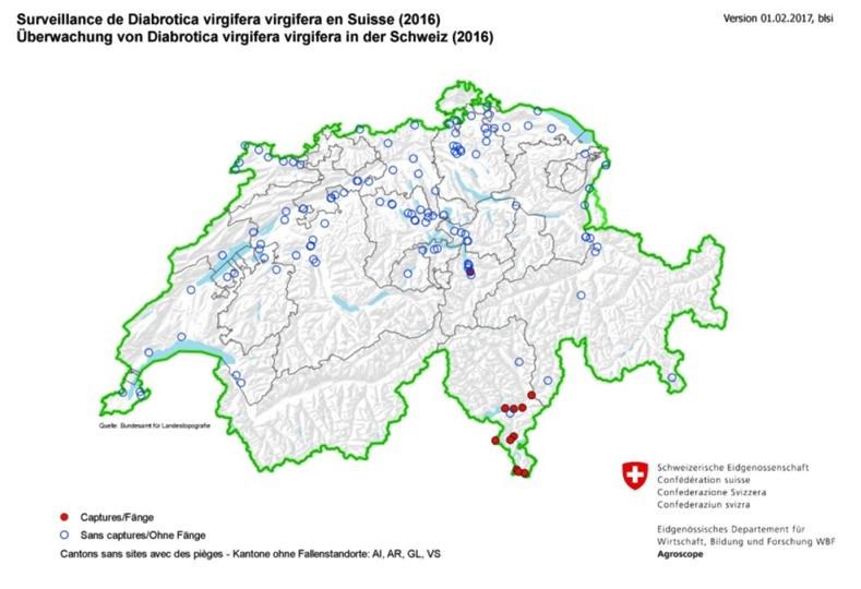 Maiswurzelbohrer in der Schweiz Massnahmen bei