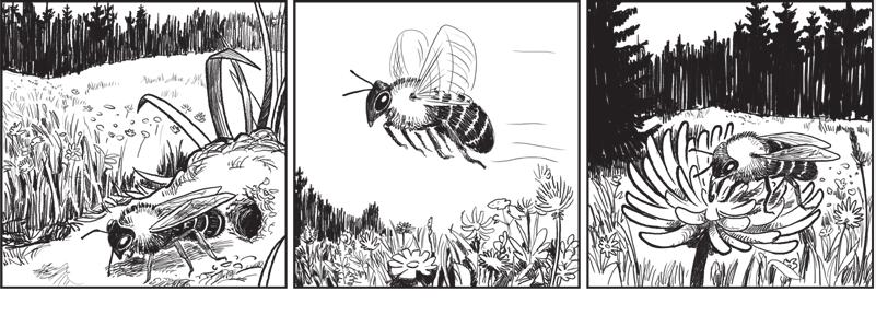 In der Bildergeschichte siehst du, wie es der Wildbiene Lucy ergeht. 1 2 3 4 5 6 Lucy landet auf einem Löwenzahn. Mit ihrem Rüssel trinkt sie Nektar und sammelt Pollen.