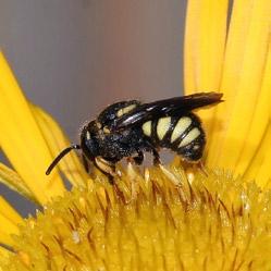 Wer Wildbienen in Ruhe lässt, hat also nichts zu befürchten. Die verschiedenen Arten haben unterschiedliche Ansprüche an ihre Nistplätze.