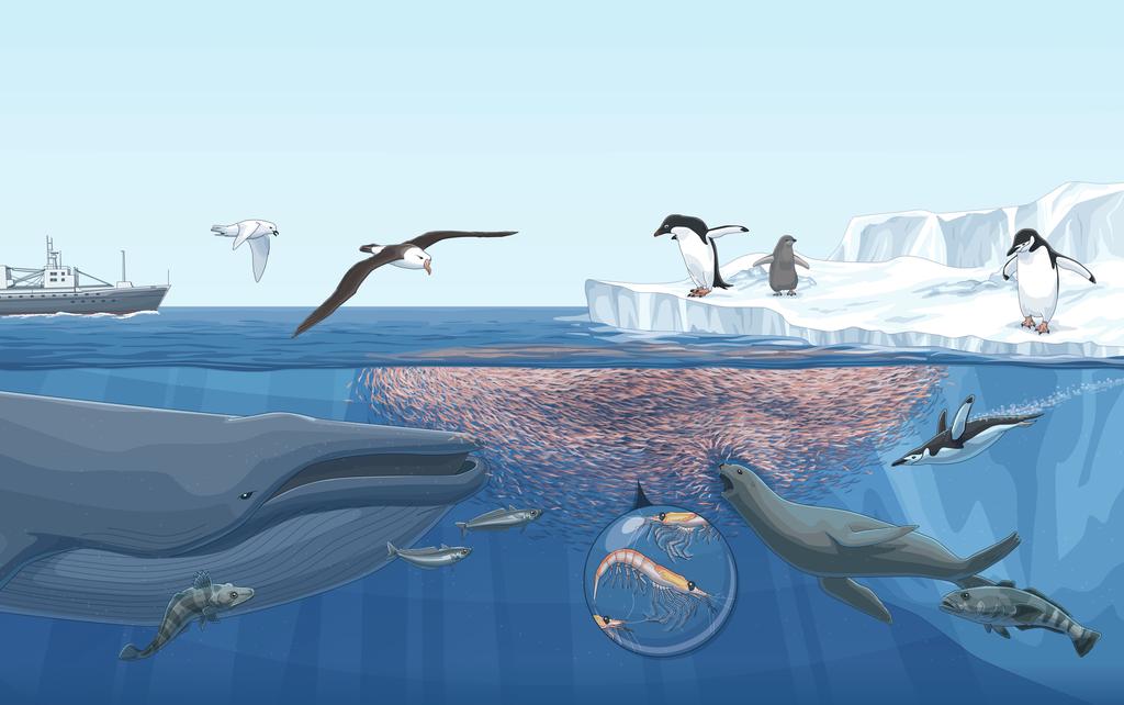 Ein lebendes Labor einzigartiger Artenvielfalt 1 Pinguine Adéliepinguin Zügelpinguin Eselspinguin Kaiserpinguin Königspinguin Felsenpinguin Goldschopfpinguin Antarktischer Krill ist eine