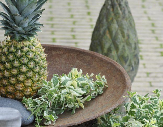 Ananas Minze Dekorative, grün-weiß panaschierte Minze Verströmt einen angenehmen Ananasduft Ideal