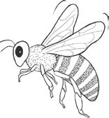 Die Biene 1. Lies dir den Informationstext durch. Informationstext: Die Biene Auf einer Wiese, genauer gesagt in der Blütenschicht, siehst du Bienen. Sie zählen zu den Insekten.