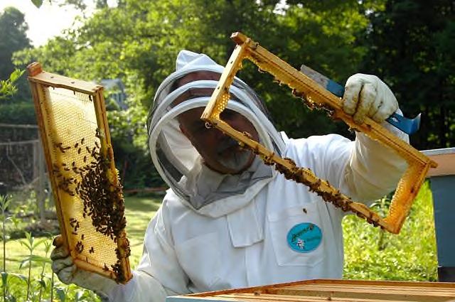 Wie kommt der Honig ins Geschäft?
