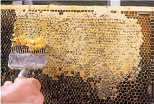Honigprämierung 24.