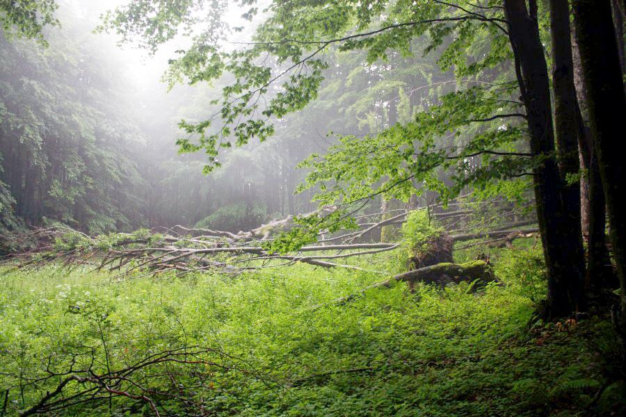 zu Slowenien, findet man die wohl höchste Dichte an Braunbären Europas. Und im Herzen dieses Gebietes wachsen ganz besondere Wälder, die des Risnjak Nationalparks.