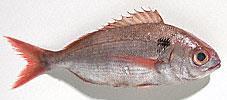 Der geringe Gehalt an Bindegewebe ermöglicht einen raschen Abbau durch die Verdauungsenzyme. Fische verderben sehr schnell!