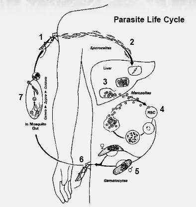 Abb.1: Lebenszyklus des Parasiten 2 Bei P. ovale und P. vivax sind in die Leberzellen eingedrungenen Sporozoiten in der Lage sogenannte Hypnozoitenstadien auszubilden.