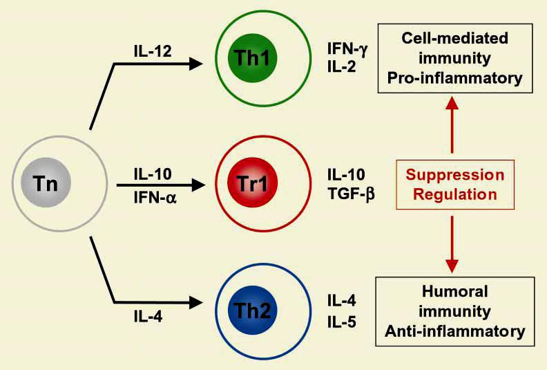 Abb. 5: Differenzierung der TH-Zelluntergruppen (Tn = naive Helferzelle, Th1/2 = differenzierte Helferzelle, Tr1 = regulatorische Helferzelle). 106 1.6.3. Zytokine Zytokine sind Proteine bzw.