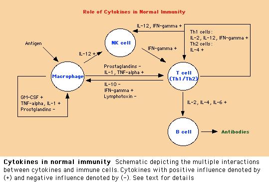 Abb. 6: Funktion der Zytokine bei normaler Immunität.