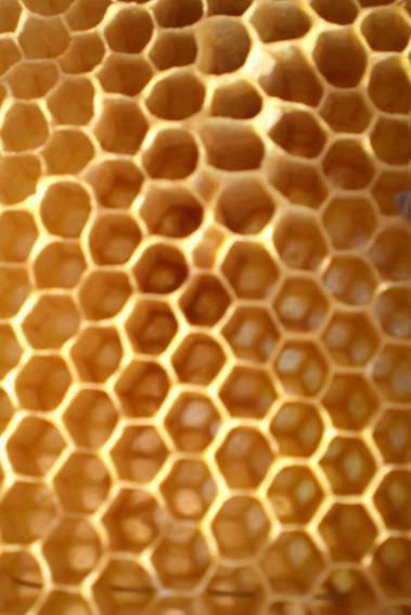 Station 13 - Honig ist nicht gleich Honig (Blatt 2) Der Imker schleudert nach der Entnahme aus dem warmen Bienenstock den klaren und dickflüssigen Honig mit Hilfe einer Zentrifuge oder Honigschleuder