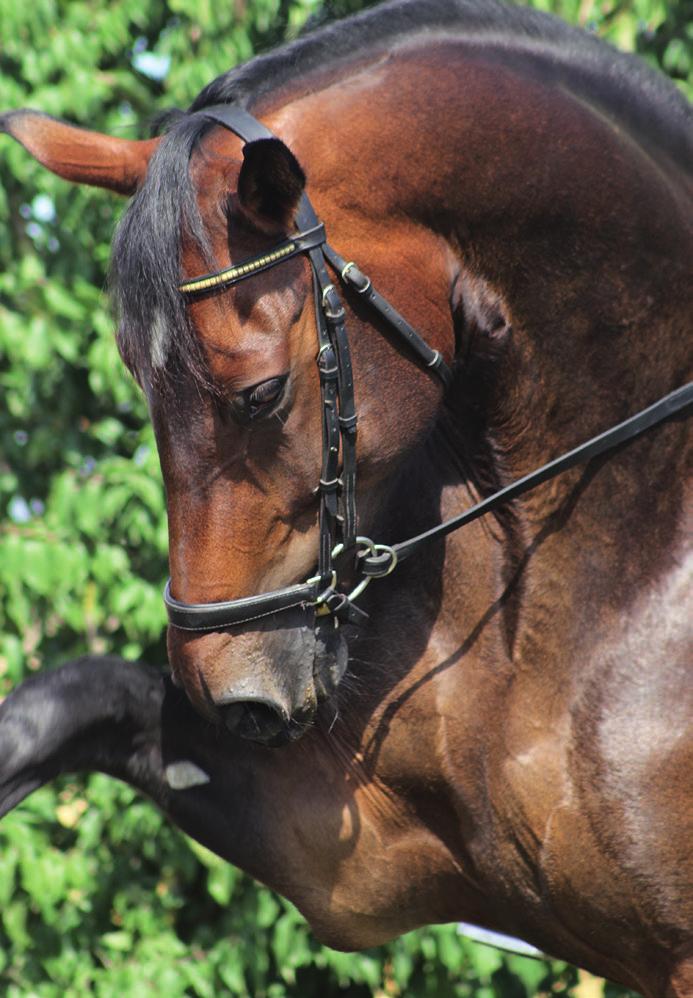 PEGUS HORSE FEED FEED THAT PERFORMS. Ihr Pferd begleitet Sie meist über mehrere Jahre, in denen eine innige Beziehung mit großem gegenseitigem Vertrauen aufgebaut wird.