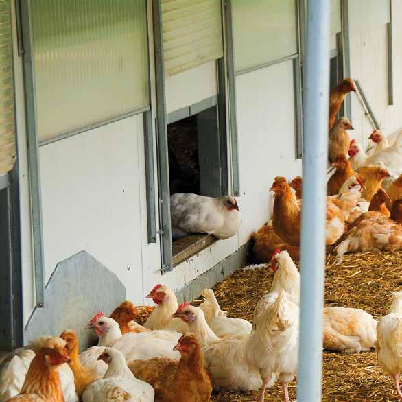 Die Zucht und Haltung von vitalen und robusten Landhühnern, die gleichzeitig ausreichend Eier